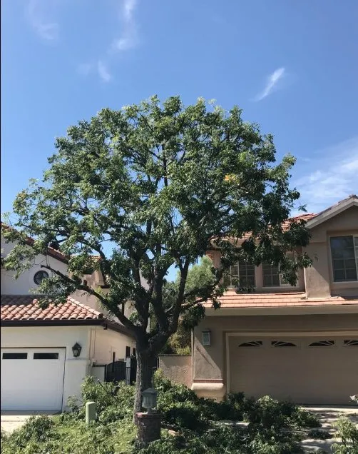 Affordable landscaping services experts serving Westlake Village, CA - Property Improvements Unlimited