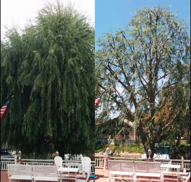 Reliable garden landscaping experts serving Westlake Village, CA - Property Improvements Unlimited