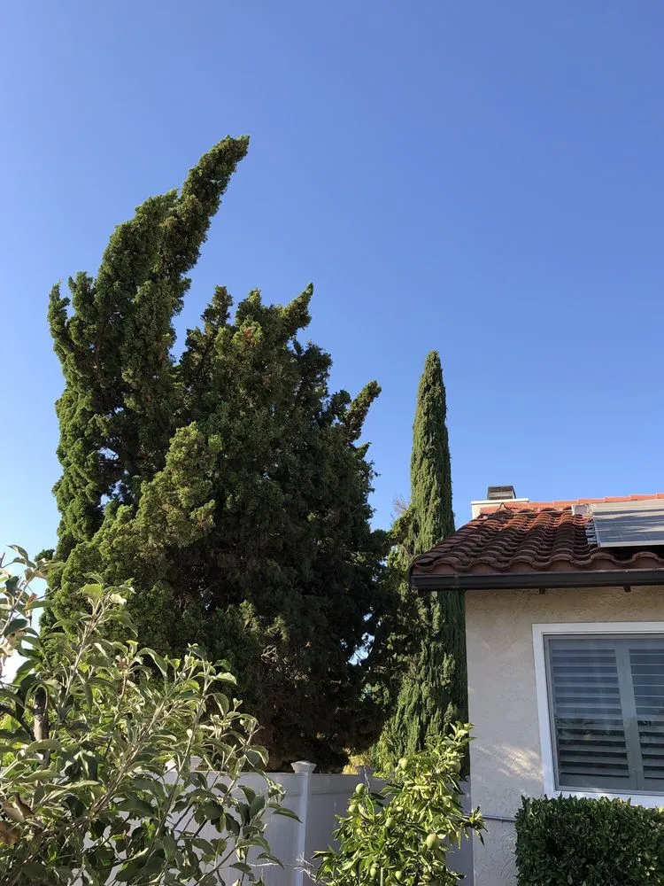 Top-rated yard cleanup service in Westlake Village, CA - Property Improvements Unlimited