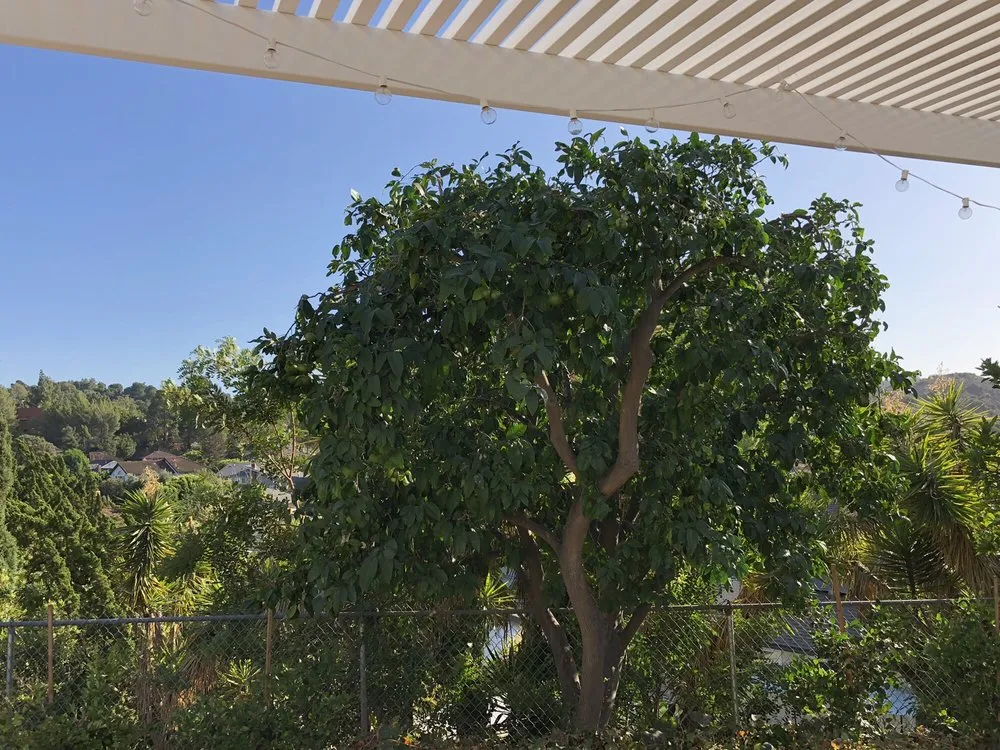 Trusted lawn care service for beautiful yards across Westlake Village, CA - Property Improvements Unlimited