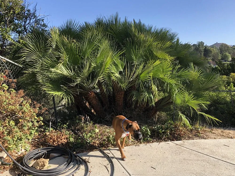 Expert lawn care service experts serving Westlake Village, CA - Property Improvements Unlimited