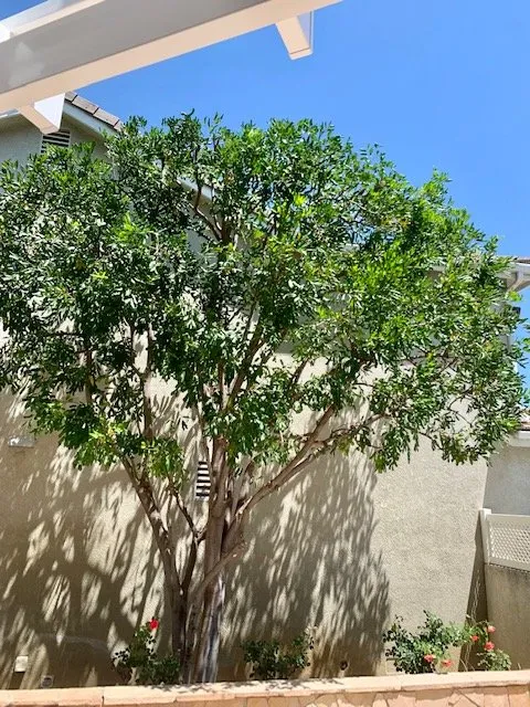 Reliable yard cleanup service for homes in Westlake Village, CA by Property Improvements Unlimited