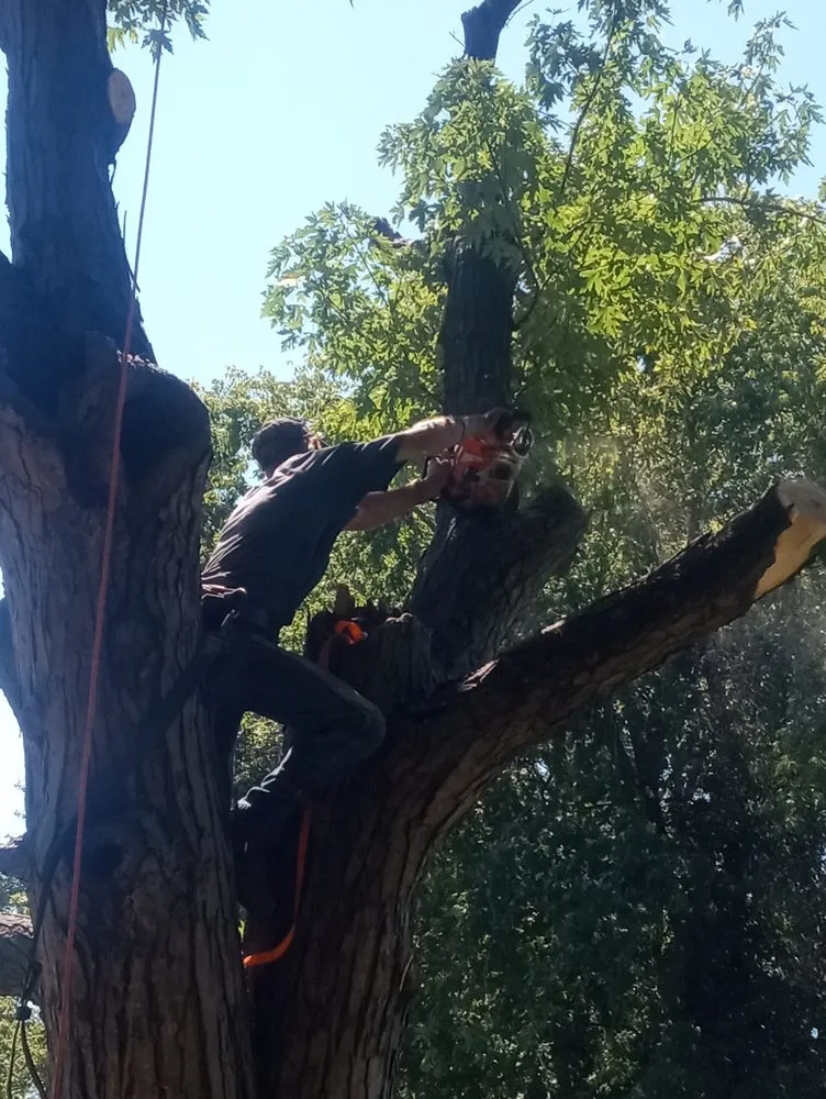 Custom yard cleanup service experts serving Crawfordsville, IN - Property Maintenance