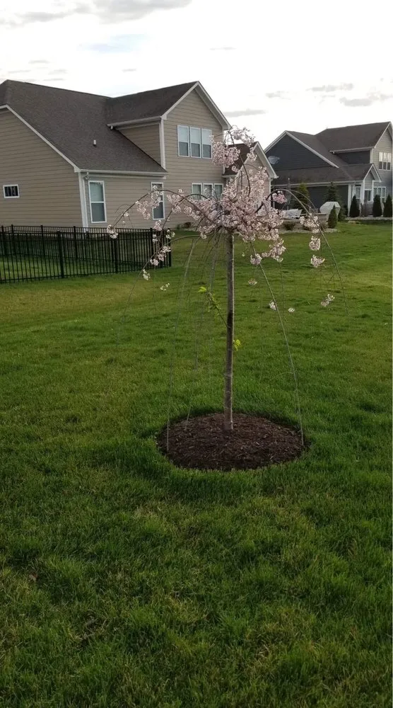 Custom lawn care service for beautiful yards in Indianapolis, IN by Property Masters