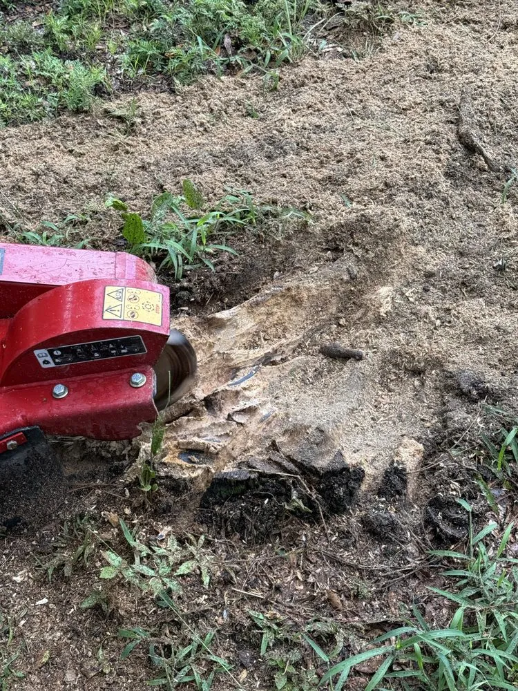 Expert lawn care service in Pensacola, FL by Property Prophet