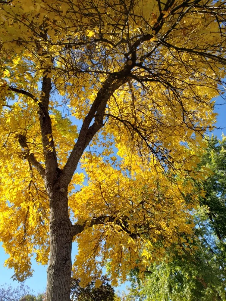 Affordable residential landscaping in Estes Park, CO - Property Pruners