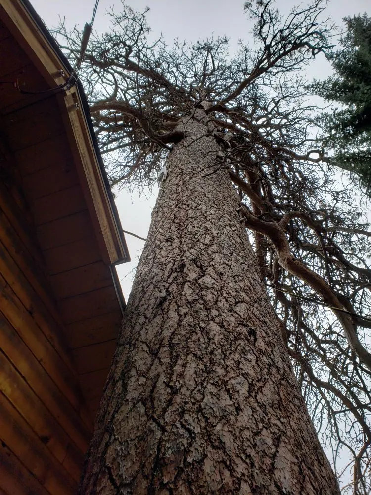 Trusted landscape design experts serving Estes Park, CO - Property Pruners