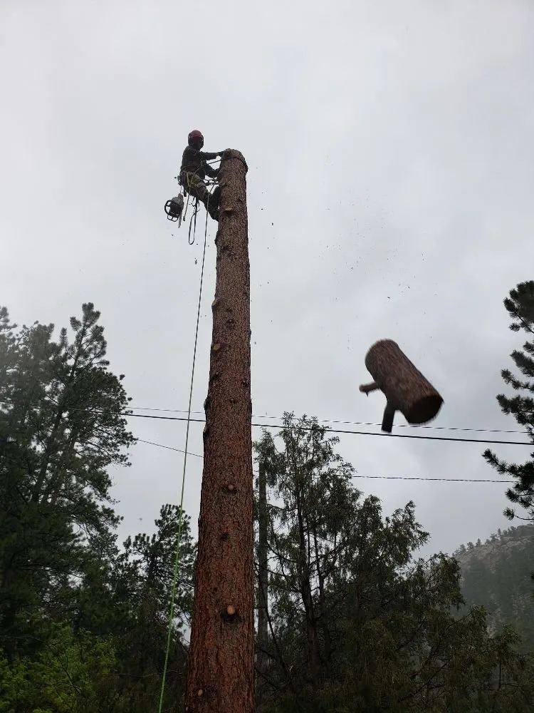 Expert lawn care service for beautiful yards in Estes Park, CO by Property Pruners