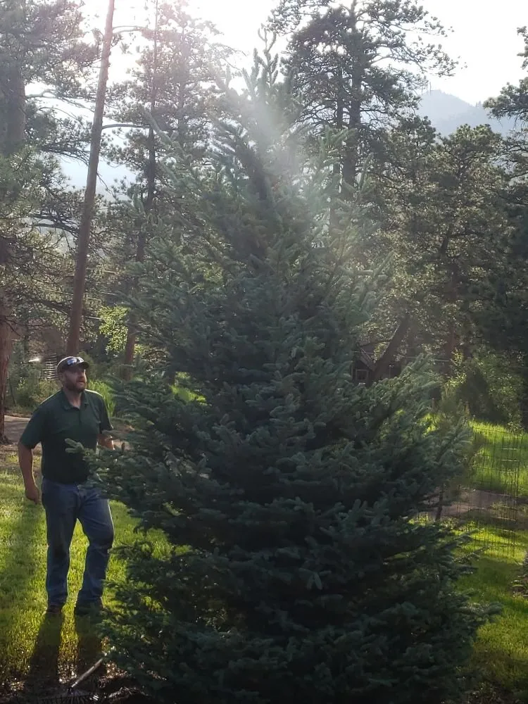 Trusted lawn care service experts serving Estes Park, CO - Property Pruners