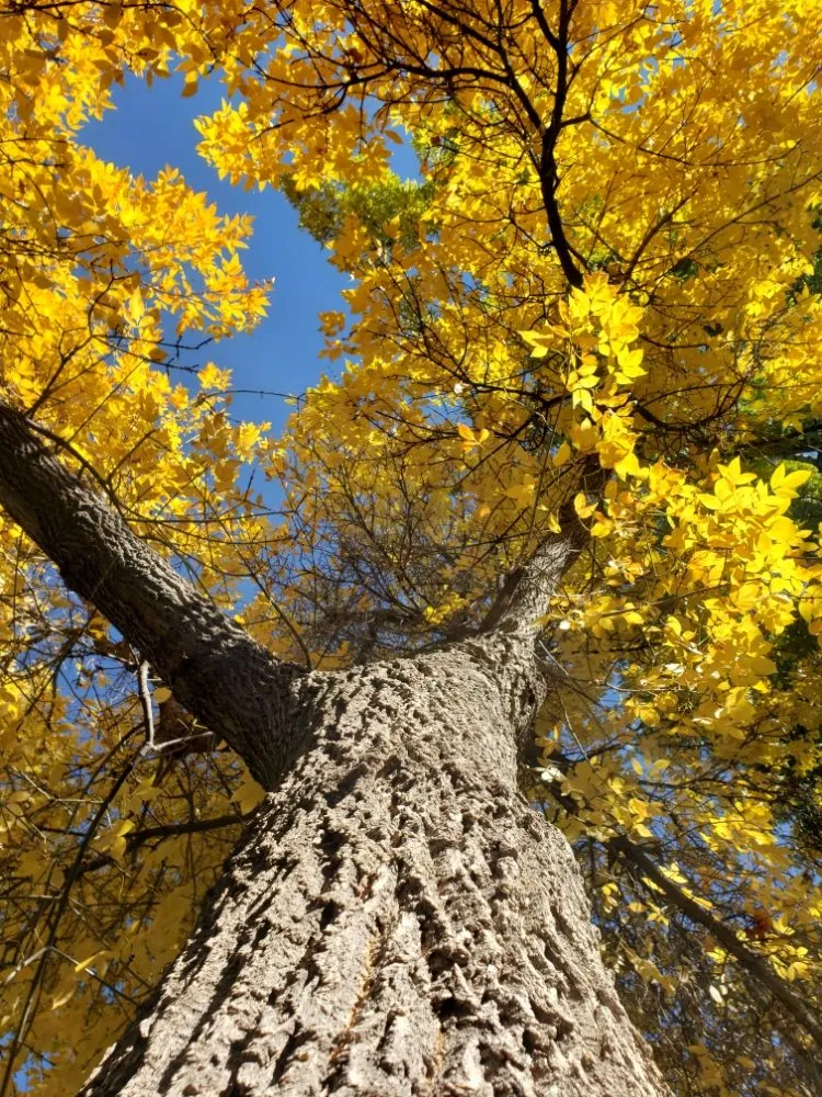 Professional landscape installation for beautiful yards across Estes Park, CO - Property Pruners