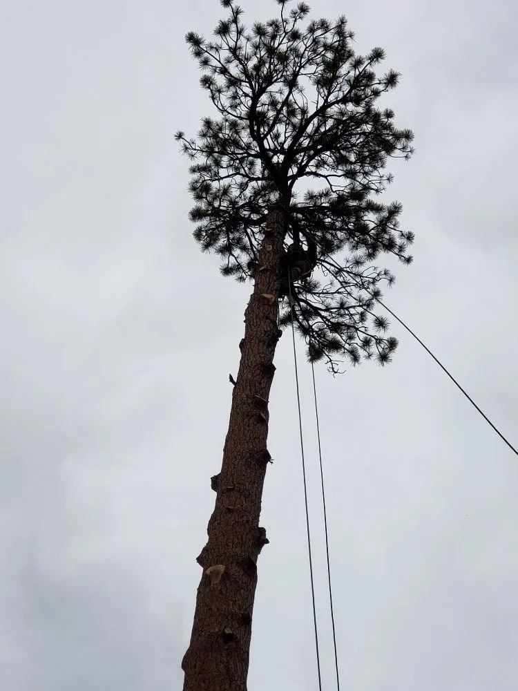 Custom landscape installation for outdoor upgrades in Estes Park, CO by Property Pruners