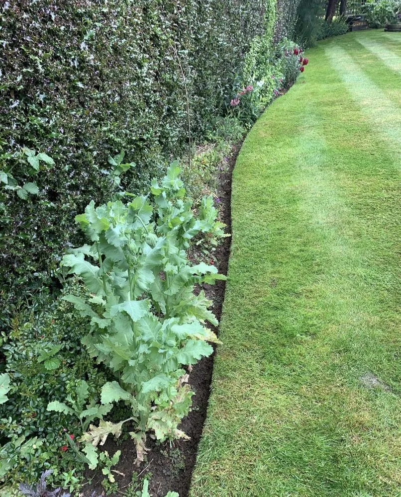 Top-rated lawn care service for homes in Buffalo, NY by Property Services Of Buffalo