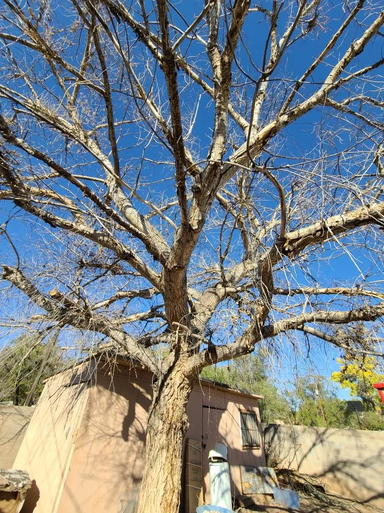 Local residential landscaping in Albuquerque, NM - Property Specialist