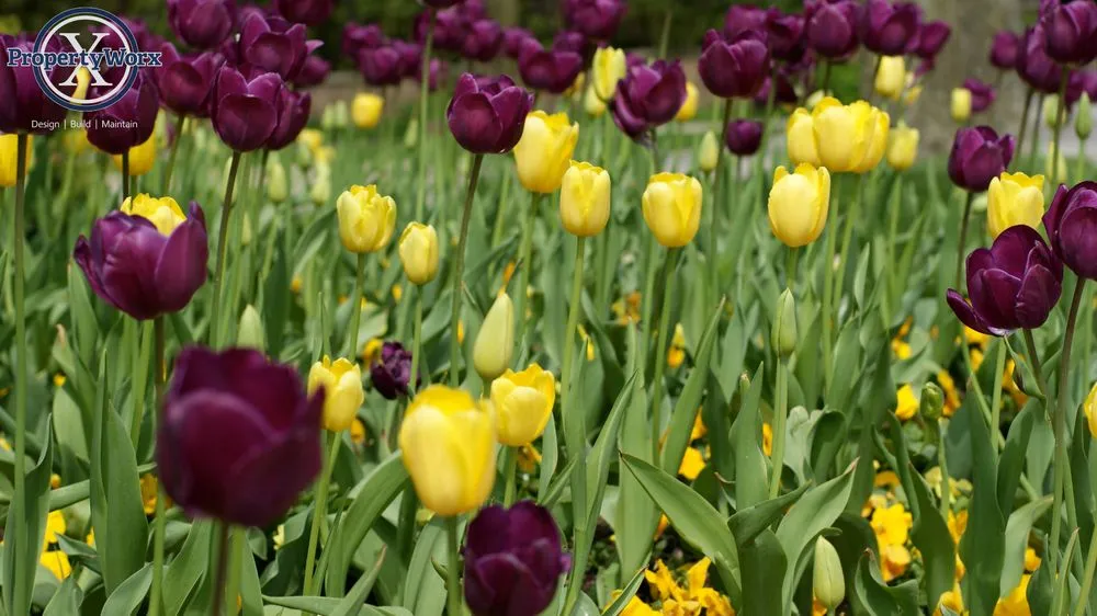 Custom lawn mowing service in Delaware, OH - Property Worx