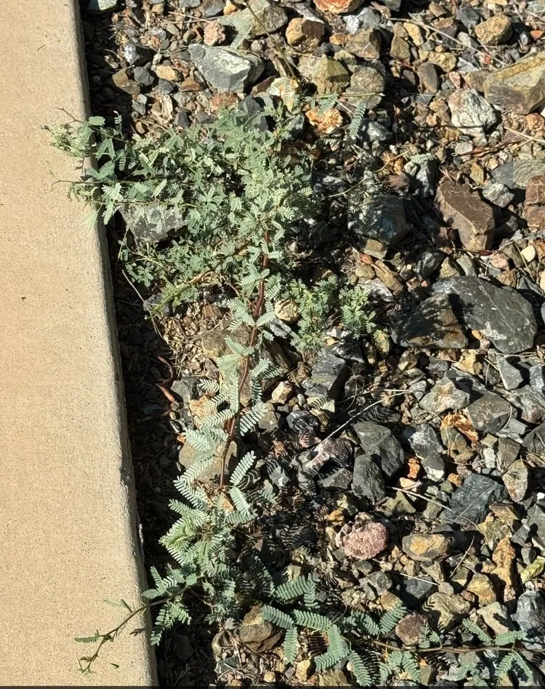 Local landscape design in Tempe, AZ - ProQual Landscaping