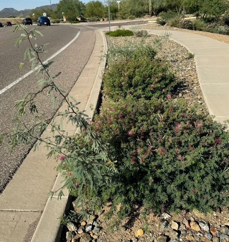 Affordable lawn care service for homes in Tempe, AZ by ProQual Landscaping