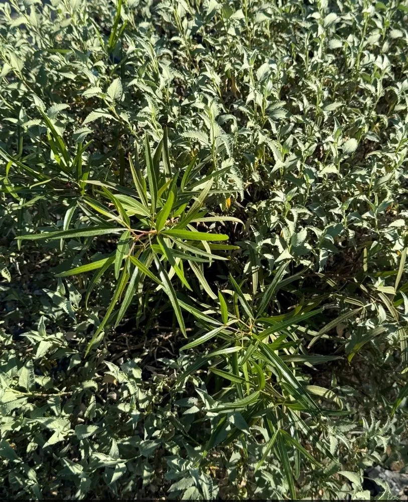 Affordable landscape design in Tempe, AZ - ProQual Landscaping