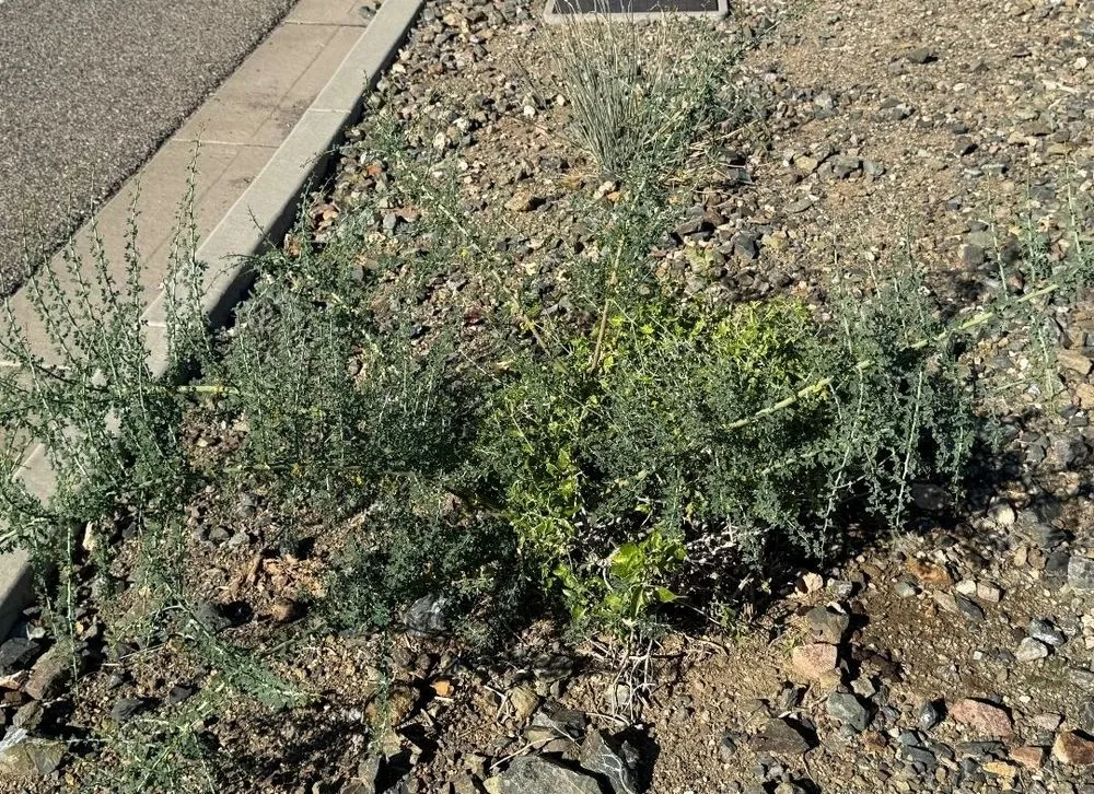 Affordable residential landscaping in Tempe, AZ by ProQual Landscaping