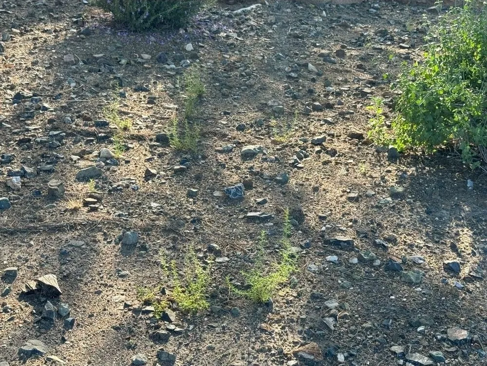 Expert landscape design for year-round maintenance in Tempe, AZ by ProQual Landscaping