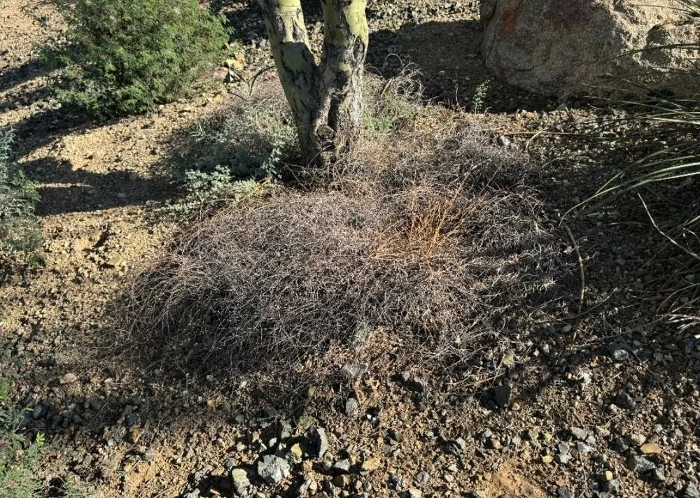 Top-rated yard maintenance with custom design across Tempe, AZ - ProQual Landscaping