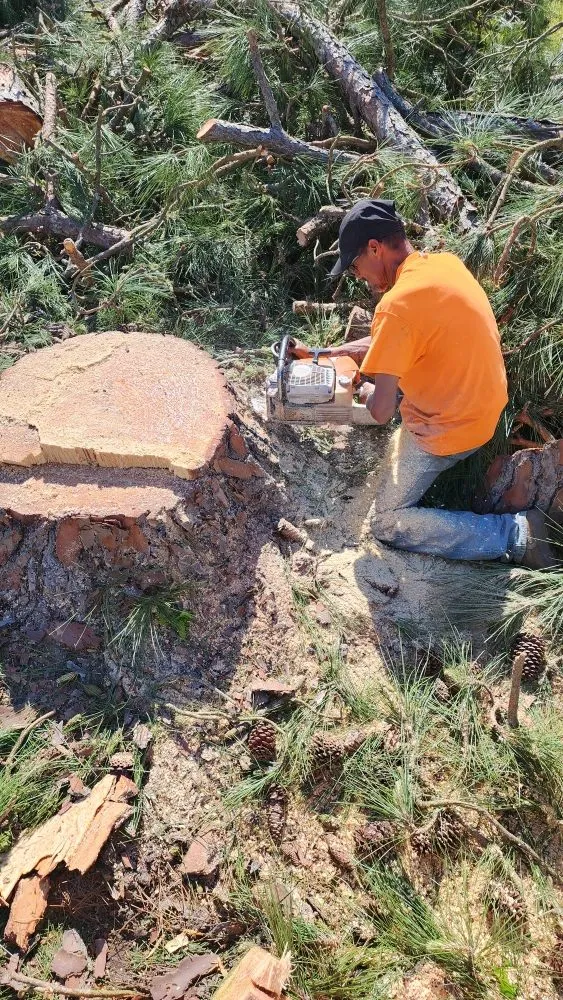 Expert residential landscaping in Jacksonville, NC - Pros & Cons Landscaping