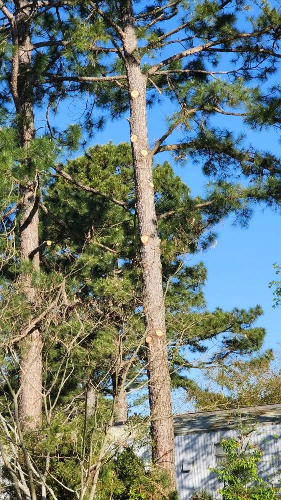 Affordable residential landscaping for year-round maintenance across Jacksonville, NC - Pros & Cons Landscaping