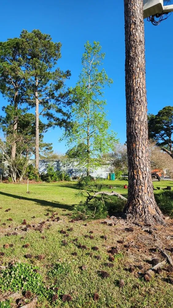 Top-rated outdoor landscaping experts serving Jacksonville, NC - Pros & Cons Landscaping