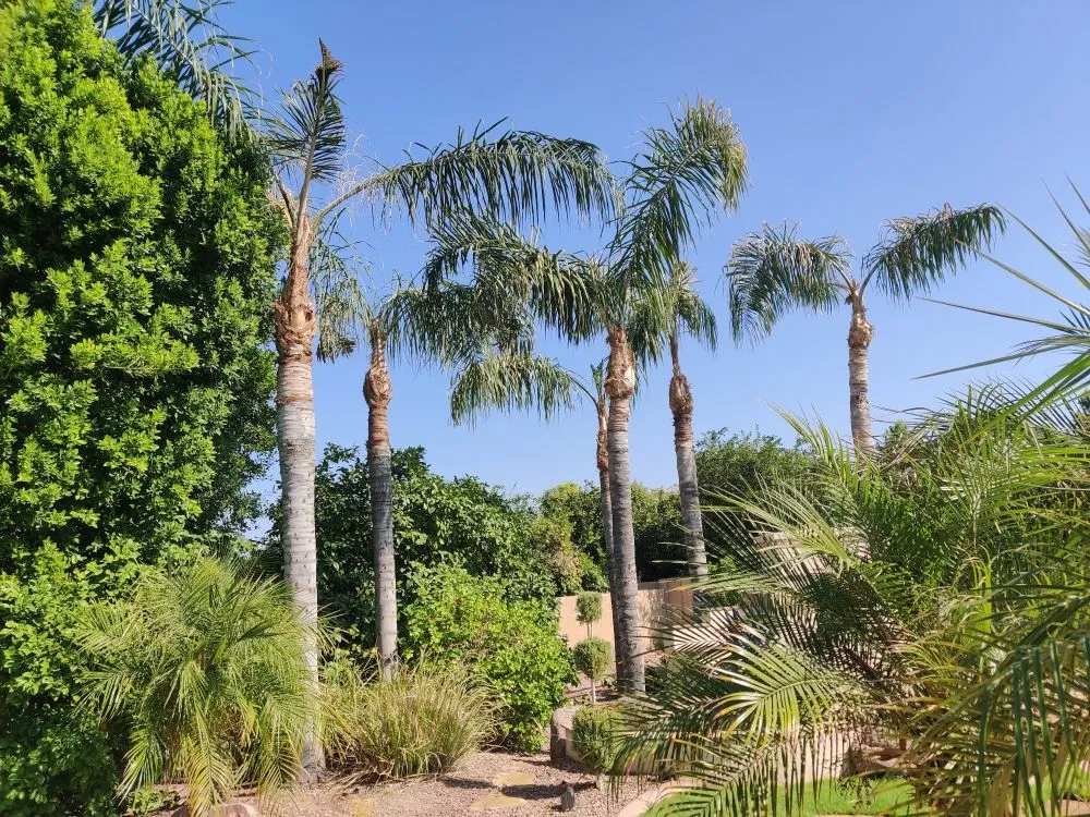 Custom lawn care service experts serving Mesa, AZ - Pros Hardscape & Tree Sod