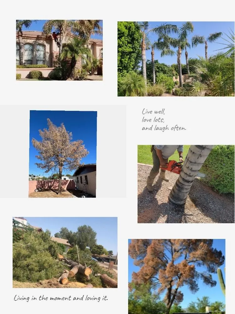 Reliable residential landscaping in Mesa, AZ - Pros Hardscape & Tree Sod