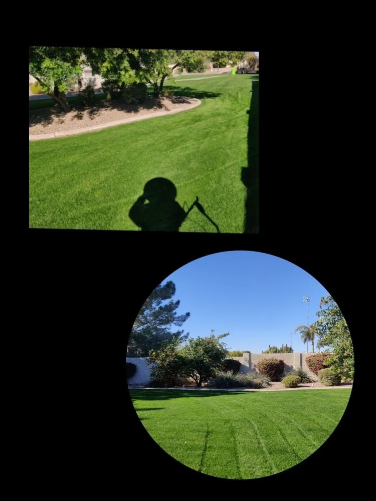 Trusted yard maintenance for residential properties in Mesa, AZ by Pros Hardscape & Tree Sod