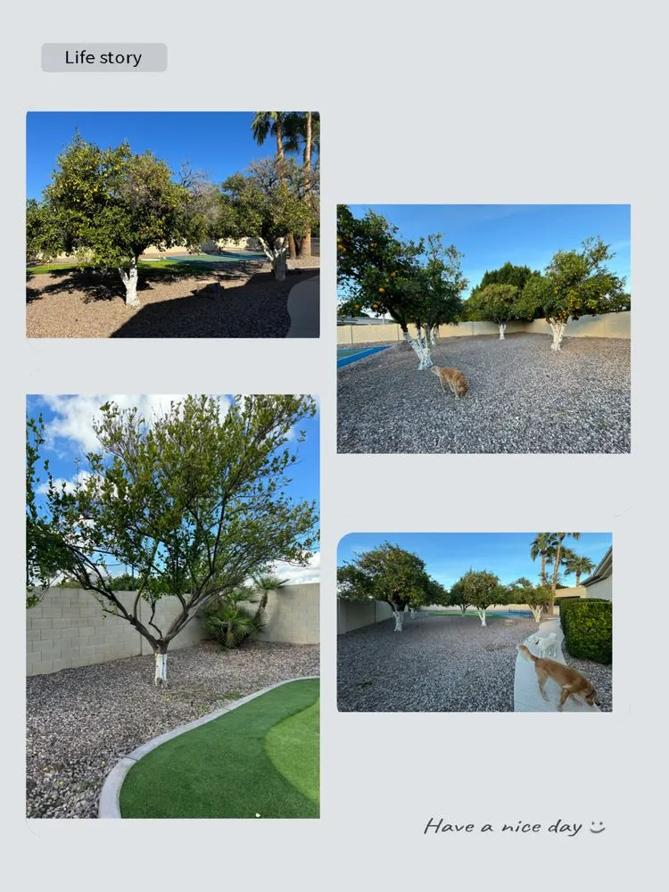 Affordable outdoor landscaping experts serving Mesa, AZ - Pros Hardscape & Tree Sod