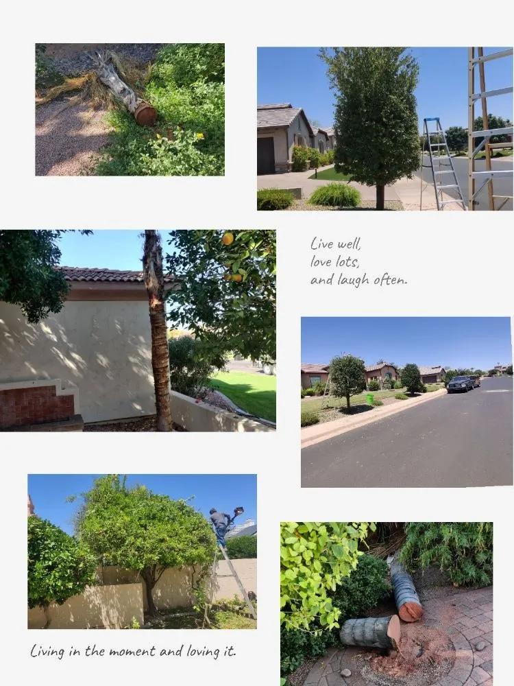 Top-rated lawn care service in Mesa, AZ by Pros Hardscape & Tree Sod
