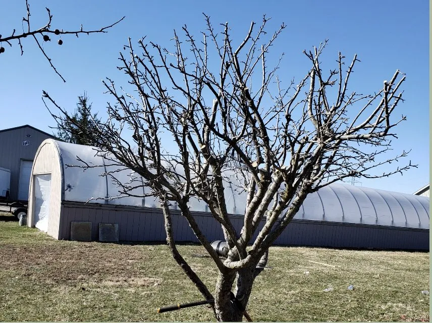 Custom yard cleanup service in New Albany, OH - Pros Mulch & Tree Service