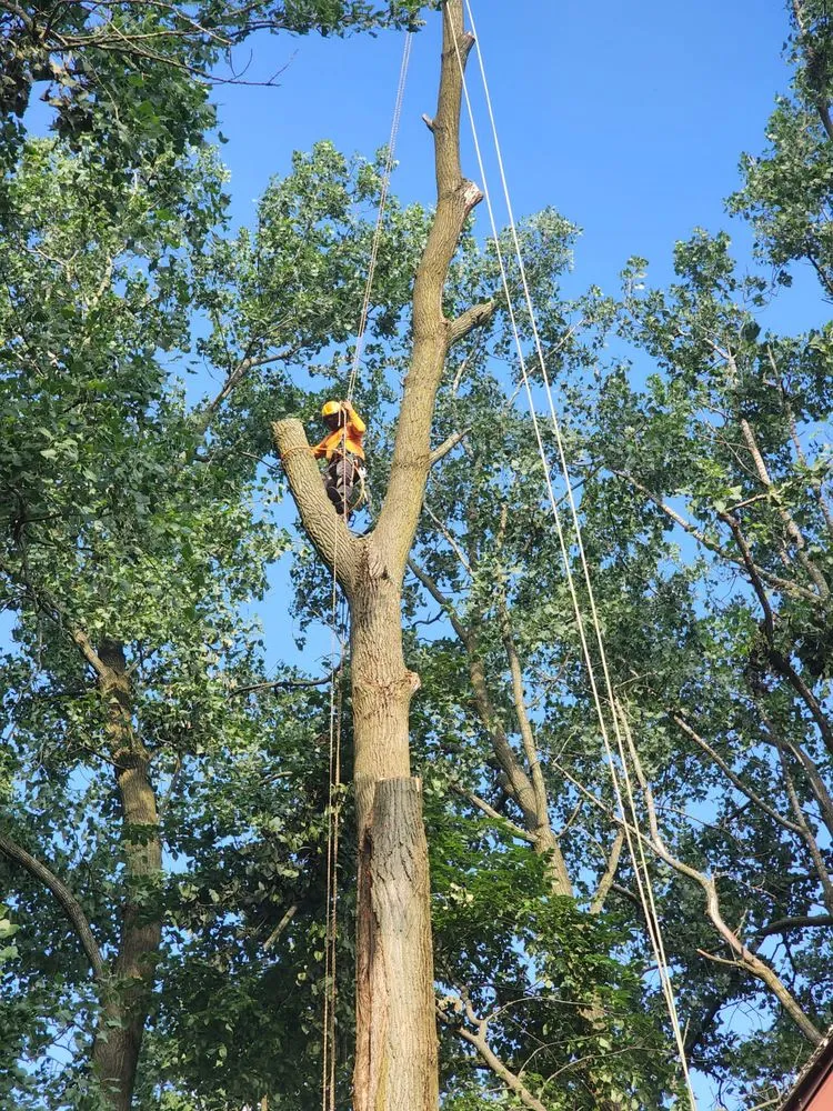 Expert residential landscaping experts serving New Albany, OH - Pros Mulch & Tree Service