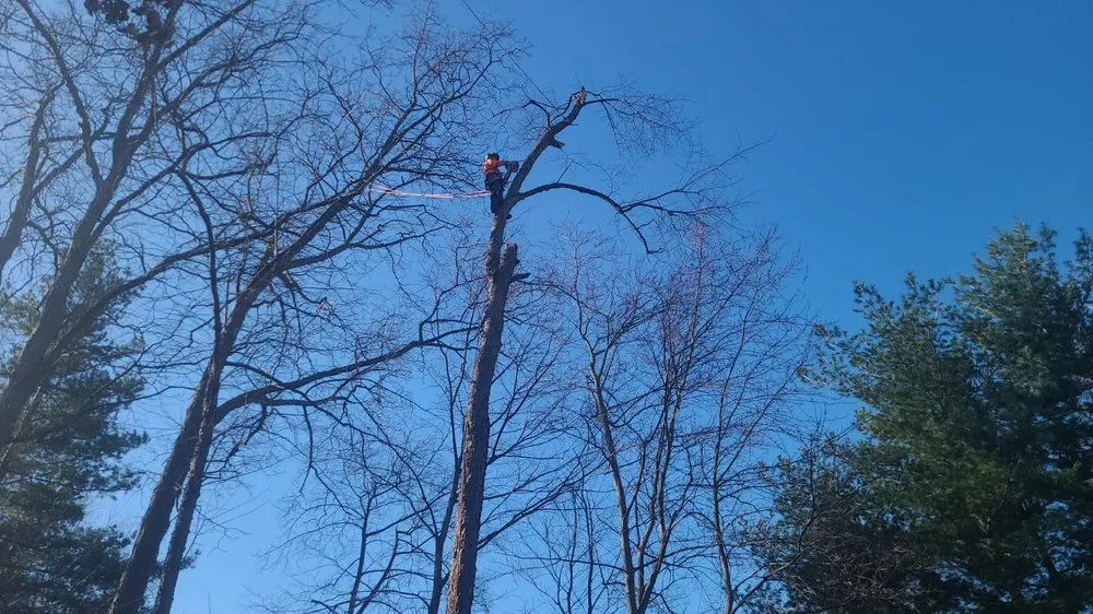 Affordable yard cleanup service experts serving New Albany, OH - Pros Mulch & Tree Service