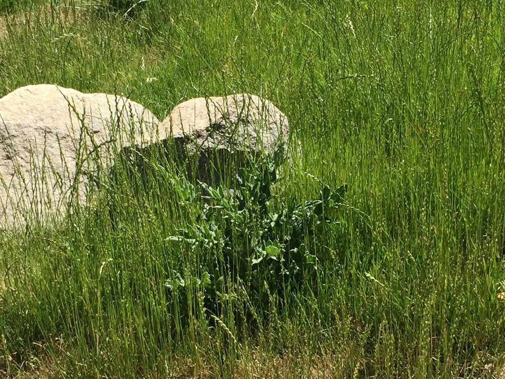 Affordable landscape installation with custom design across Mound House, NV - ProScape Landscaping