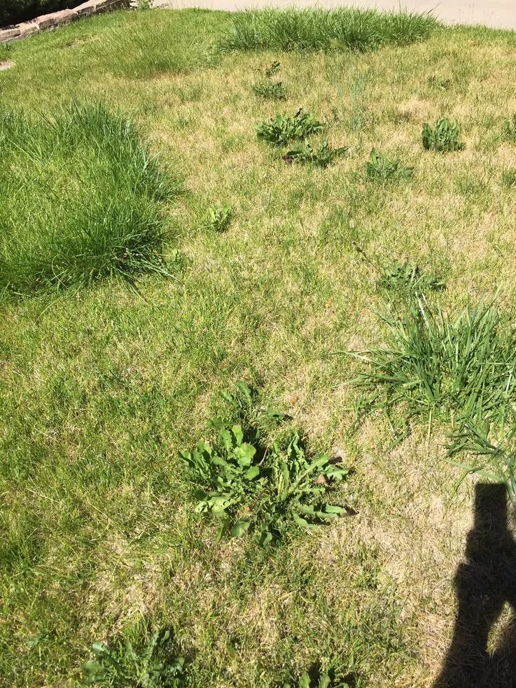 Local lawn care service for year-round maintenance across Mound House, NV - ProScape Landscaping