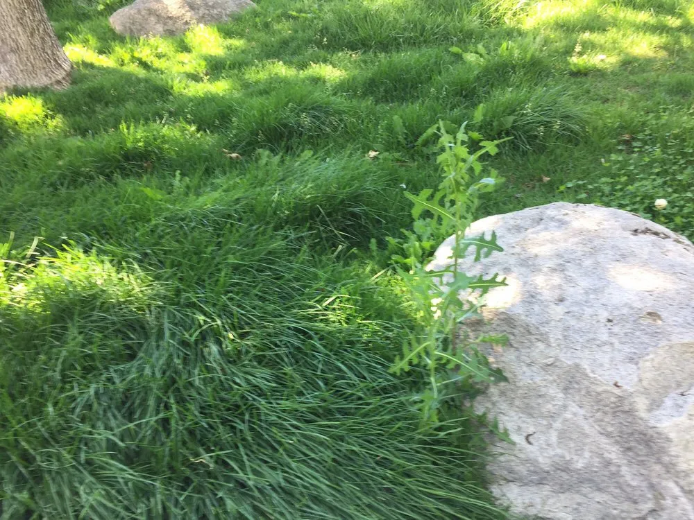 Custom landscape installation experts serving Mound House, NV - ProScape Landscaping