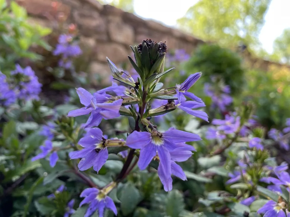 Professional yard maintenance experts serving Northport, AL - Proscape