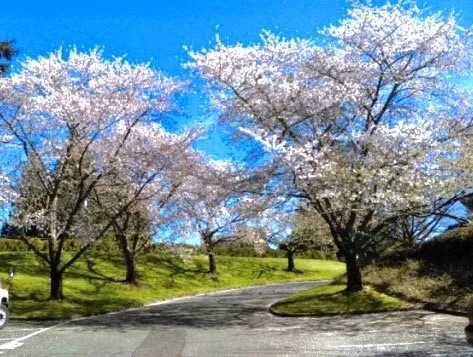 Professional residential landscaping for outdoor upgrades across Milwaukie, OR - ProScape NW