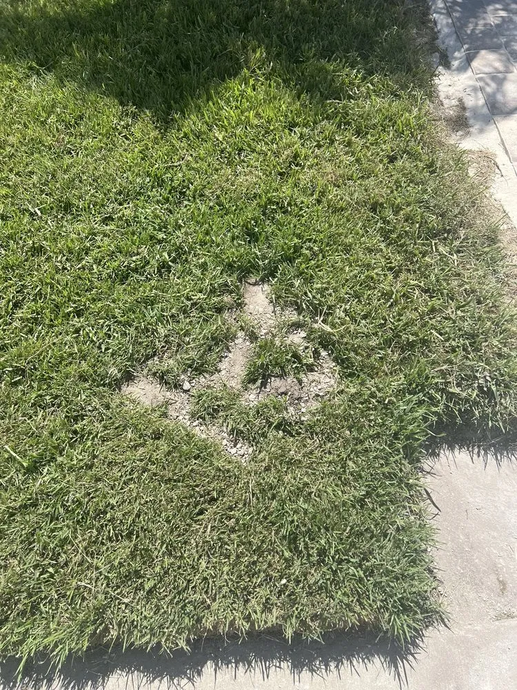 Top-rated yard cleanup service in Titusville, FL - ProScape Solutions