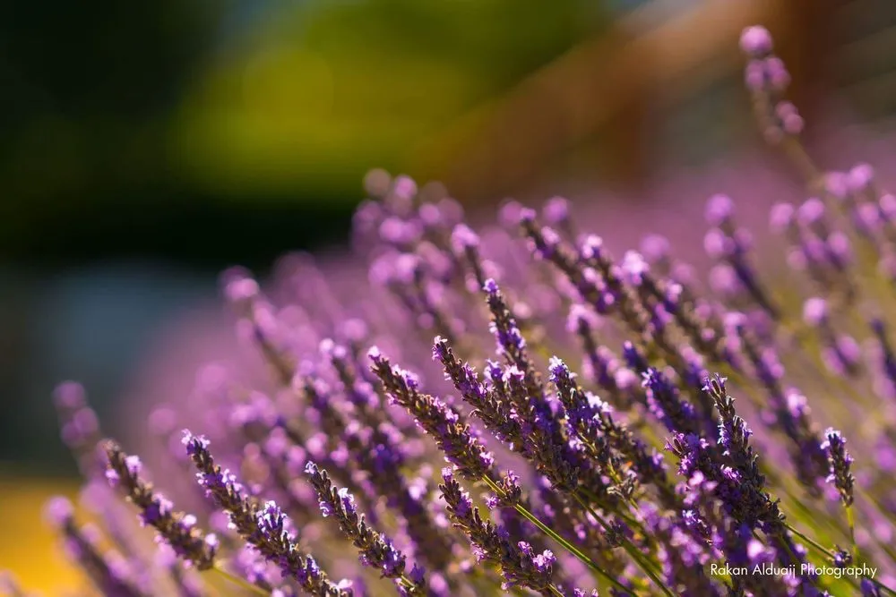 Trusted landscaping services experts serving Anacortes, WA - ProScapes