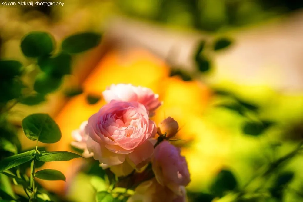 Custom yard cleanup service for homes in Anacortes, WA by ProScapes