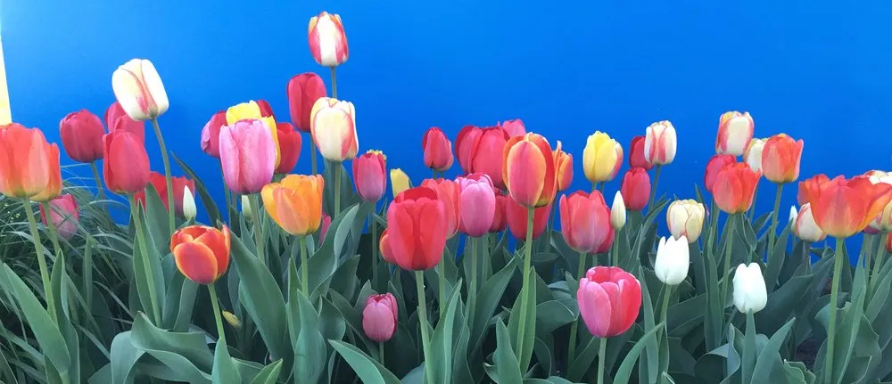 Professional lawn mowing service experts serving Eagan, MN - ProScapes