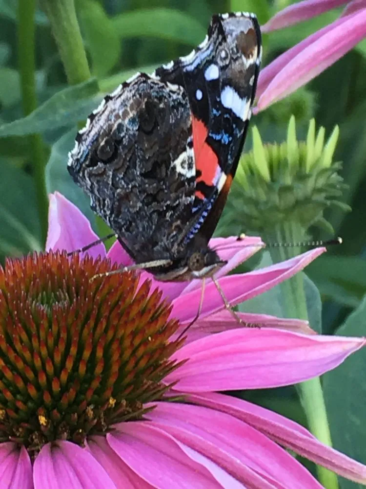 Professional landscape installation in Eagan, MN by ProScapes