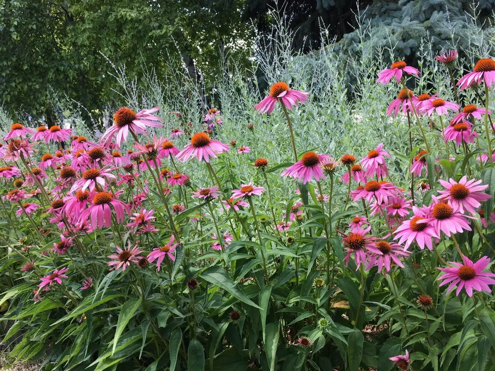 Trusted residential landscaping for outdoor upgrades in Eagan, MN by ProScapes