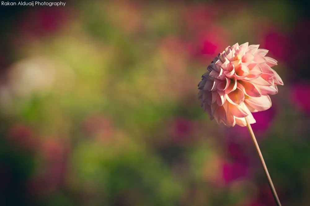 Trusted yard cleanup service for outdoor upgrades in Ferndale, WA by ProScapes