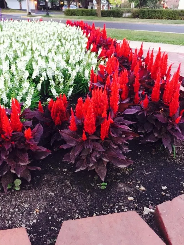 Trusted outdoor landscaping in Wesley Chapel, FL - ProScapes Lawn Care