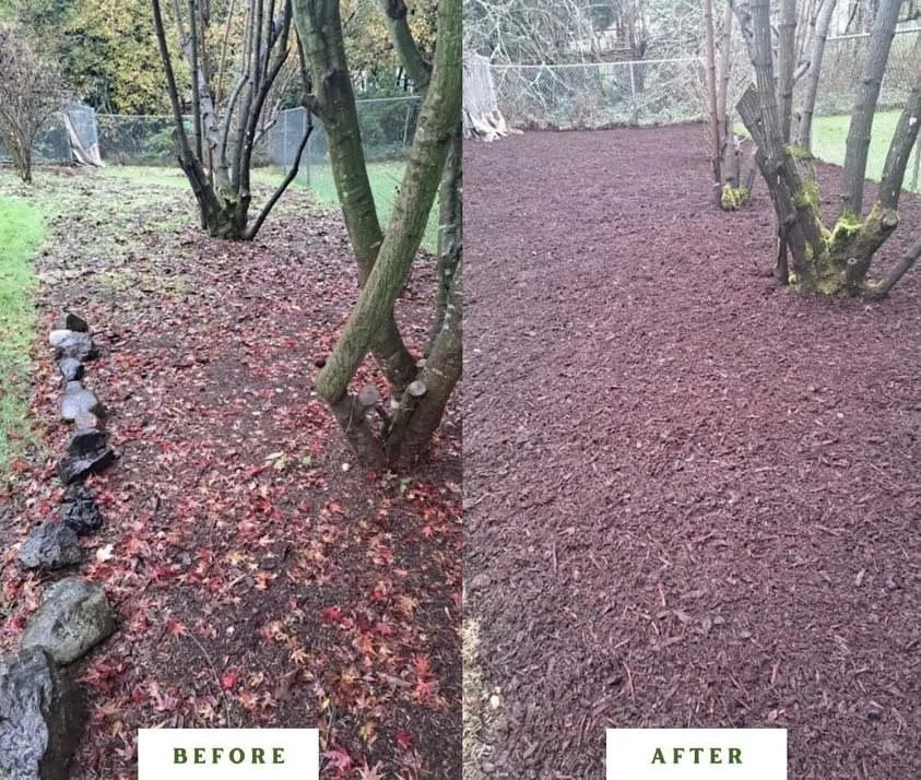 Custom yard maintenance for year-round maintenance in Bainbridge Island, WA by Prospect Landscaping