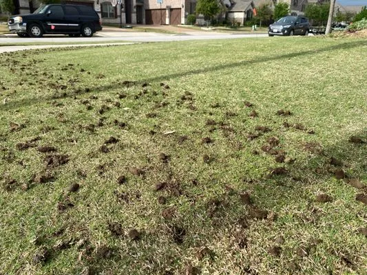 Prosper Core Aeration